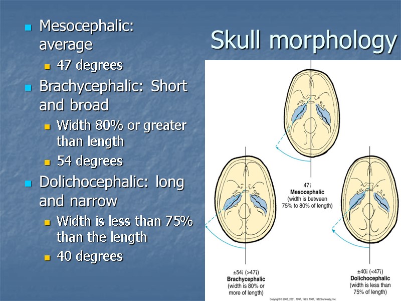 Skull morphology Mesocephalic: average 47 degrees Brachycephalic: Short and broad  Width 80% or